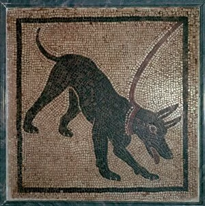 Images Dated 16th May 2018: Roman mosaic of a dog, 1st century