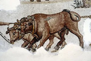 Oxen Prints: Roman Mosaic of Yoked Oxen, c3rd century