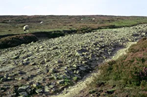 Roman road on Wheeldale Moor