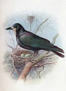 Corvus Frugilegus Prints: Rook - Cor vus frugil egus, c1910, (1910). Artist: George James Rankin