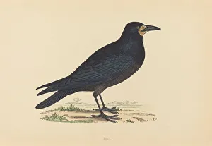 Corvus Frugilegus Prints: Rook. Creator: Unknown