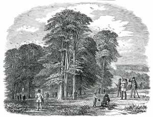 Corvus Frugilegus Prints: Rook-Shooting in Penshurst Park, 1850. Creator: Unknown