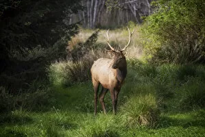 Roosavelt Elk. Creator: Joshua Johnston