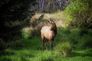 Pacific North West Prints: Roosavelt Elk. Creator: Joshua Johnston