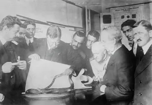 Roosevelt watching snake fight, Sao Paolo, between c1910 and c1915. Creator: Bain News Service