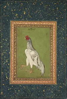 Opaque Watercolour And Gold On Paper Gallery: Rooster, c. 1620. Creator: Unknown