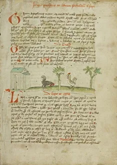 Rooster Prints: A Rooster Pecking at the Ground; Fables... third quarter of 15th century. Creator: Unknown