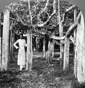Images Dated 3rd March 2008: Among the roots of a banyan tree, Calcutta, India, 1900s.Artist: Underwood & Underwood