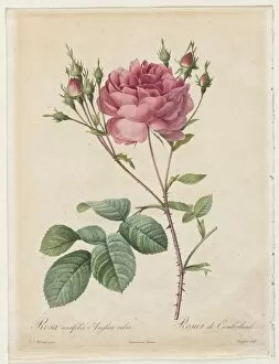 Henry Joseph Redouté Gallery: Rosa Centifolia Anglica Rubra, 1817-1824. Creator: Henry Joseph Redoute (French, 1766-1853)