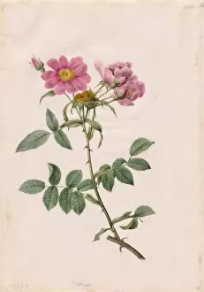 Henry Joseph Redoutefrench Gallery: Rosa Collina Monsoniana, 1817-1824. Creator: Henry Joseph Redoute (French, 1766-1853)