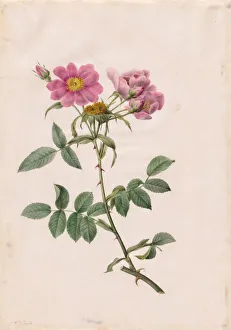 Henry Joseph Redouté Gallery: Rosa Collina Monsoniana, 1817-1824. Creator: Henry Joseph Redoute (French, 1766-1853)