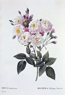 Bloom Collection: Rosa Noisettiana, 1824-1826