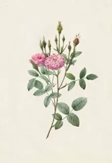 Henry Joseph Redoutefrench Gallery: Rosa Pomponiana Muscosa, 1817-1824. Creator: Henry Joseph Redoute (French, 1766-1853)