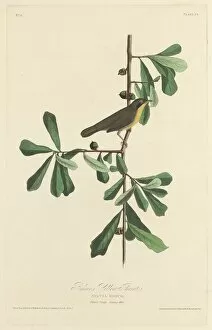 Ornithology Collection: Roscoes Yellow Throat, 1827. Creator: Robert Havell