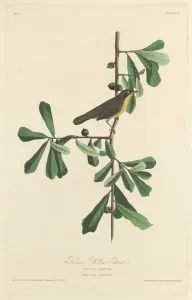 Robert Havell Prints: Roscoes Yellow Throat, 1827. Creator: Robert Havell