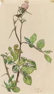 Thorn Prints: Rose, 1898. Creator: Albert Edelfelt