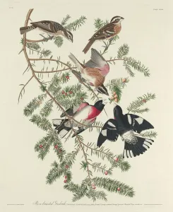 Robert Havell Prints: Rose-breasted Grosbeak, 1832. Creator: Robert Havell