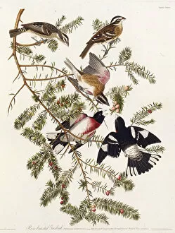 Audubon Gallery: The rose-breasted grosbeak. From The Birds of America, 1827-1838. Creator: Audubon