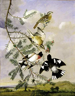 Berries Gallery: Rose-Breasted Grosbeak, mid-late 19th century. Creator: Joseph Bartholomew Kidd