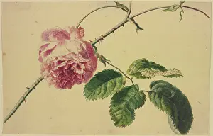 Coal Prints: A rose, c1710-1749. Creator: Jan van Huysum