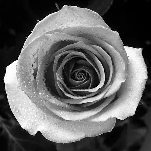 Tom Artin Prints: Rose. Creator: Tom Artin