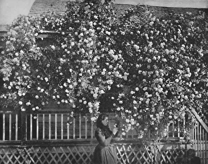 A Rose-Decked Home, Southern California, c1897. Creator: Unknown