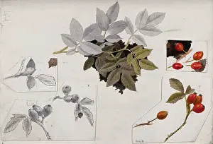 Rosaceae Prints: Rose hips and leaves, c1900s. Creator: Unknown