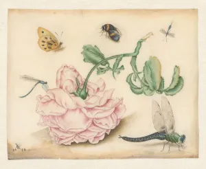 Parchment Animal Material Prints: A Rose and Five Insects, 1618. Creator: Christoffel van den Berghe