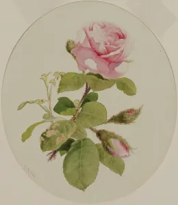Watercolor On Paper Prints: A Rose, mid 19th century. Creator: John William Hill