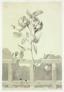 Mongin Pierre Antoine Prints: Rose, n.d. Creator: Pierre Antoine Mongin
