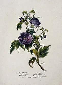 Healing Prints: Rose-of-Sharon (Hibiscus syriacus): flowering stem, (c1850?). Creator: Unknown