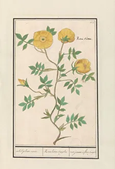 Deck Paint Prints: Rose (Rosa), 1596-1610. Creators: Anselmus de Boodt, Elias Verhulst