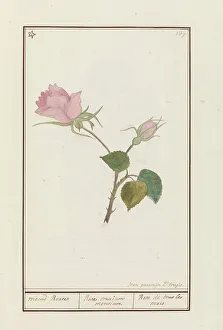 Rosa Prints: Rose (Rosa), 1790-1799. Creator: Jan Garemijn