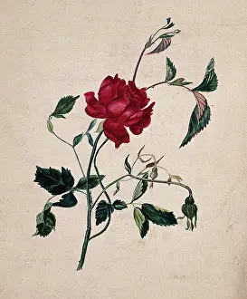 Single Stem Prints: A rose (Rosa species): flowering stem. Creator: Unknown