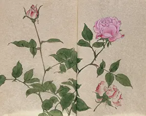 Flowering Prints: A rose (Rosa species): flowering stem and cut flower. Creator: Unknown