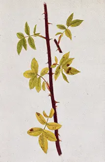 Stem Prints: Rose stem with autumn leaves, c1870s. Creator: Unknown