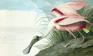 Roseate Spoonbill, Platalea Ajaja, 1845