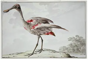 1760s Prints: A Roseate Spoonbill (Platalea ajaja), 1760-1780. Creator: Aert Schouman