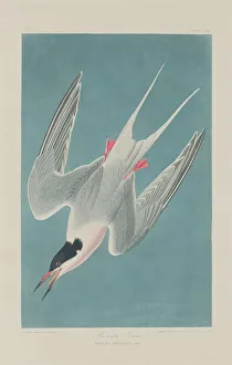 Robert Havell Prints: Roseate Tern, 1835. Creator: Robert Havell