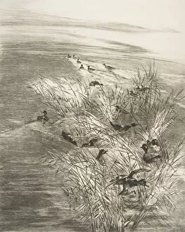Reed Gallery: Roseaux et Sarcelles, 1882. Creator: Felix Bracquemond