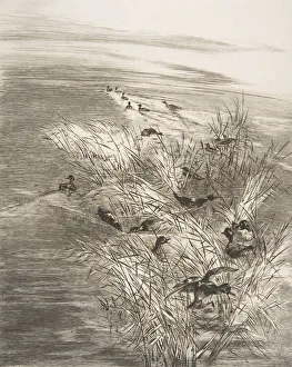 Roseaux et Sarcelles, 1882. Creator: Felix Bracquemond