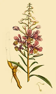 Rosebay Willowherb, late 18th-early 19th century, (1944). Creator: Unknown Rosebay Willowherb, late 18th-early 19th century, (1944). Creator: Unknown