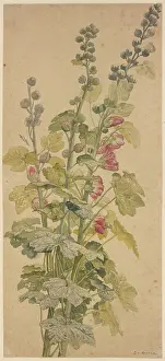 Flowering Prints: Rosella, c1710-1749. Creator: Jan van Huysum