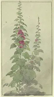 Studies Prints: Rosellas, 19th century. Creator: Jakob Becker