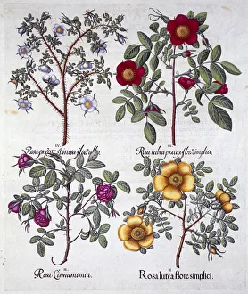 Roses, 1613