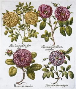 Roses, 1613