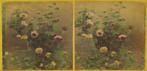 Bw Kilburn Prints: Roses. about 1865-1875. Creator: Benjamin West Kilburn