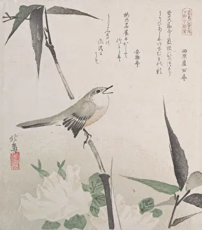 Nightingale Prints: Roses and Bamboo with Nightingale, 19th century. 19th century. Creator: Hokuba