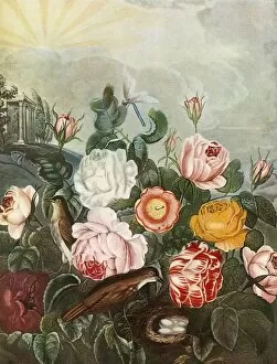 Birche Collection: Roses, c1805, (1948). Creator: Richard Earlom