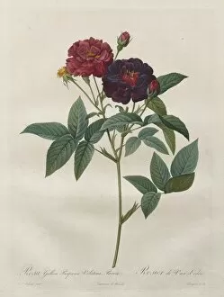 Henry Joseph Redoutefrench Gallery: The Roses: Rosa Gallica Purpurea Velutina Parva, 1817-1824